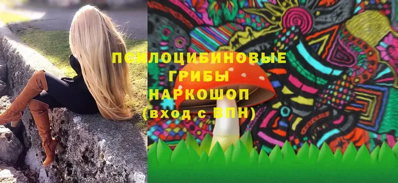 Галлюциногенные грибы Psilocybe  Лениногорск 